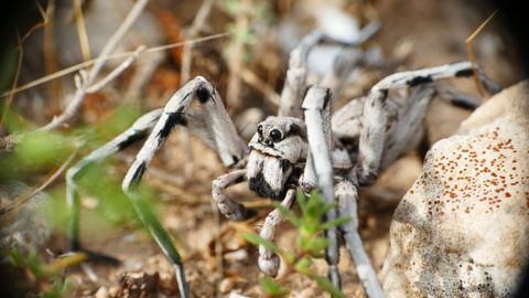 Tarentule en France : où elle vit, morsure et mygale légale 2026