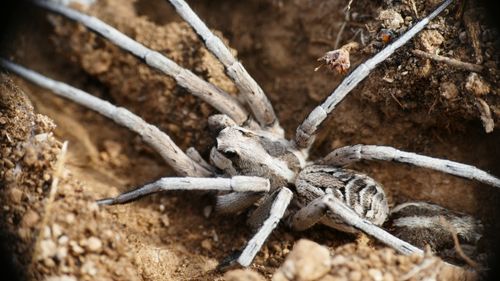 Free Detailed image of a wolf spider camouflaged in its earthy environment. Stock Photo
