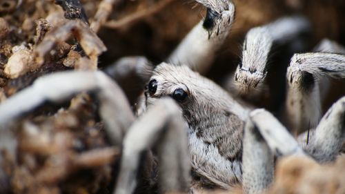 Free Detailed macro shot of a wolf spider (Lycosidae) in its natural habitat. Stock Photo