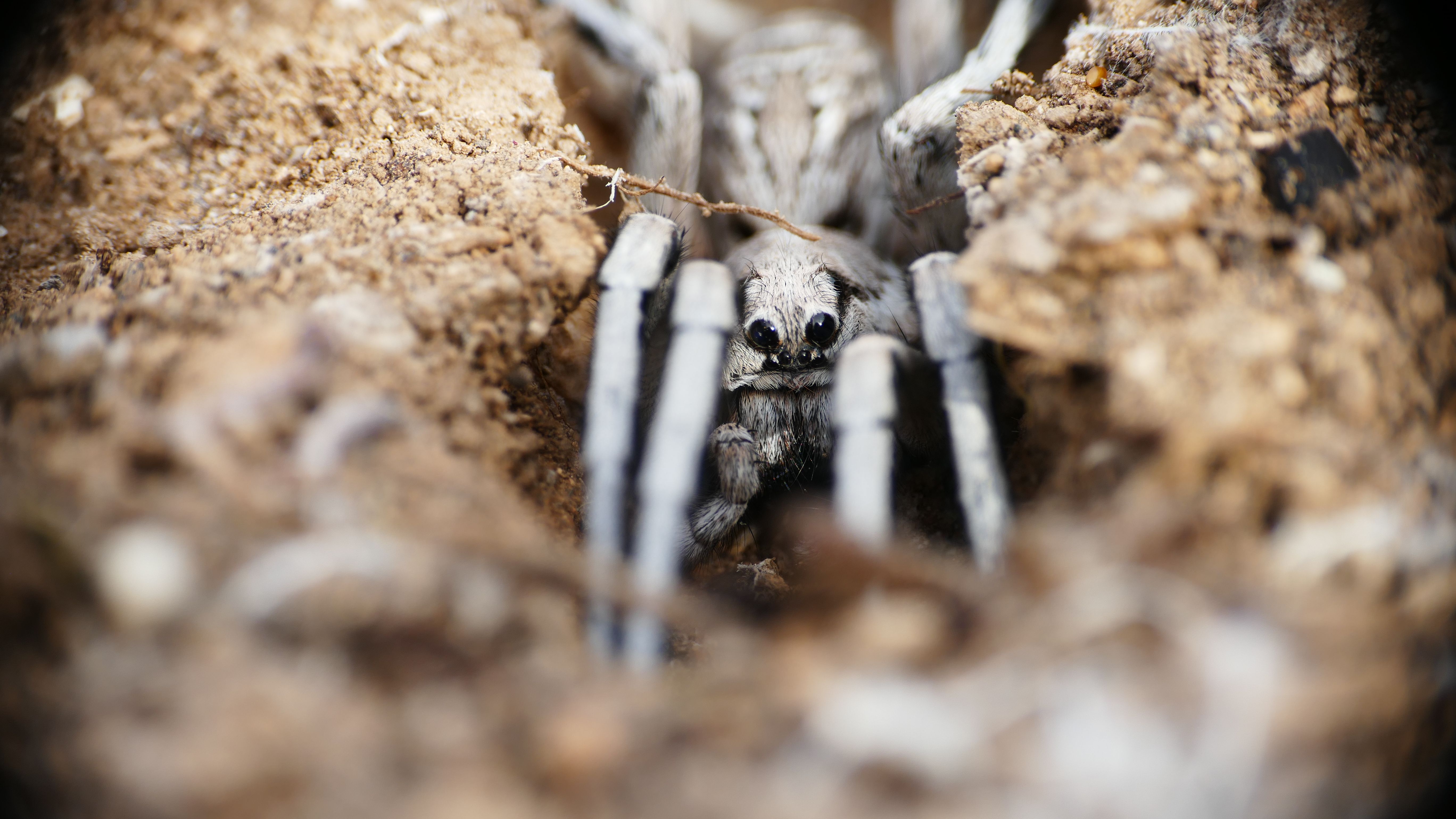 Close-up of Spider in Earthy Burrow · Free Stock Photo