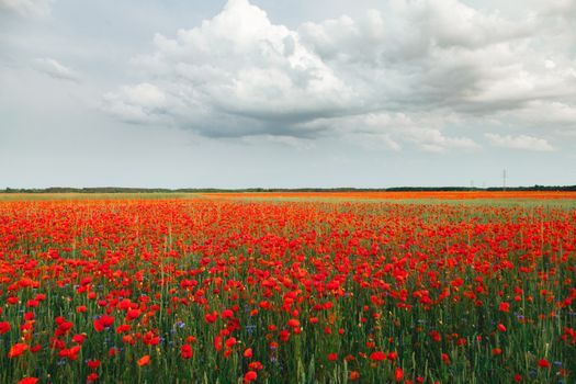 A breathtaking view of a vibrant field of red poppies under a cloudy sky in Germany.
