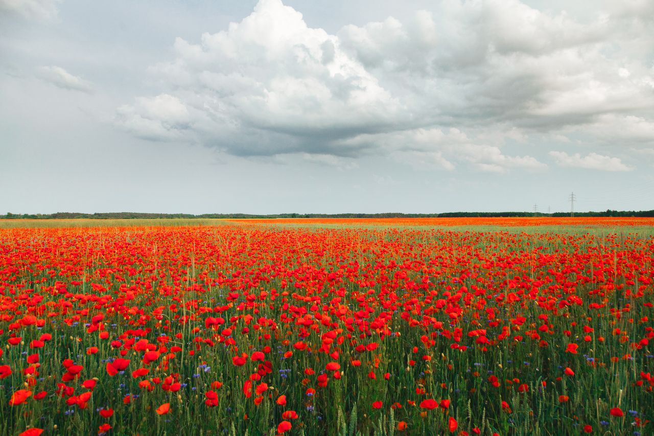 a breathtaking view of a vibrant field of red poppies under a cloudy s