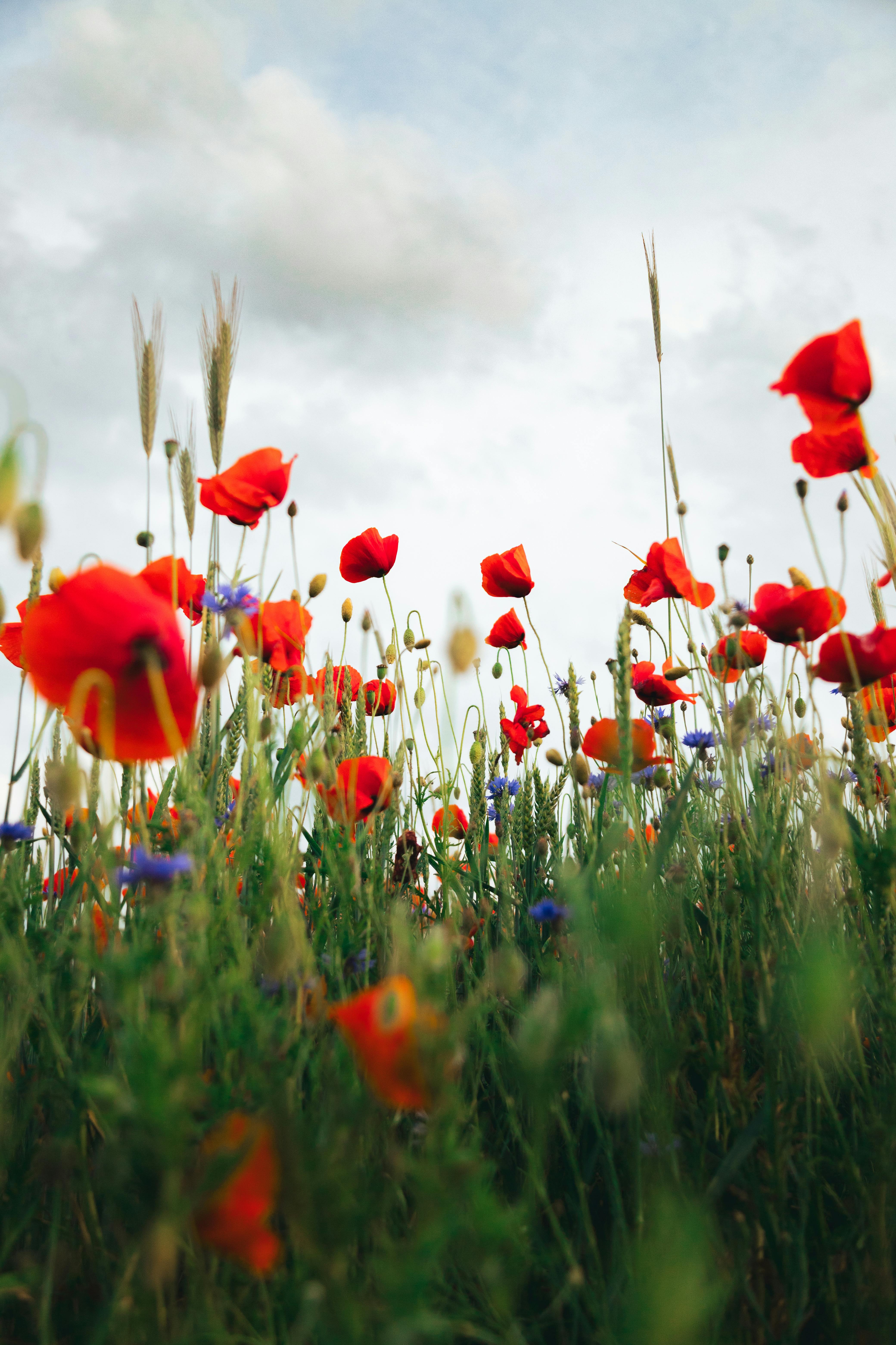 A stunning view of red poppies blooming in a lush field in Germany, capturing nature's vibrant beauty.