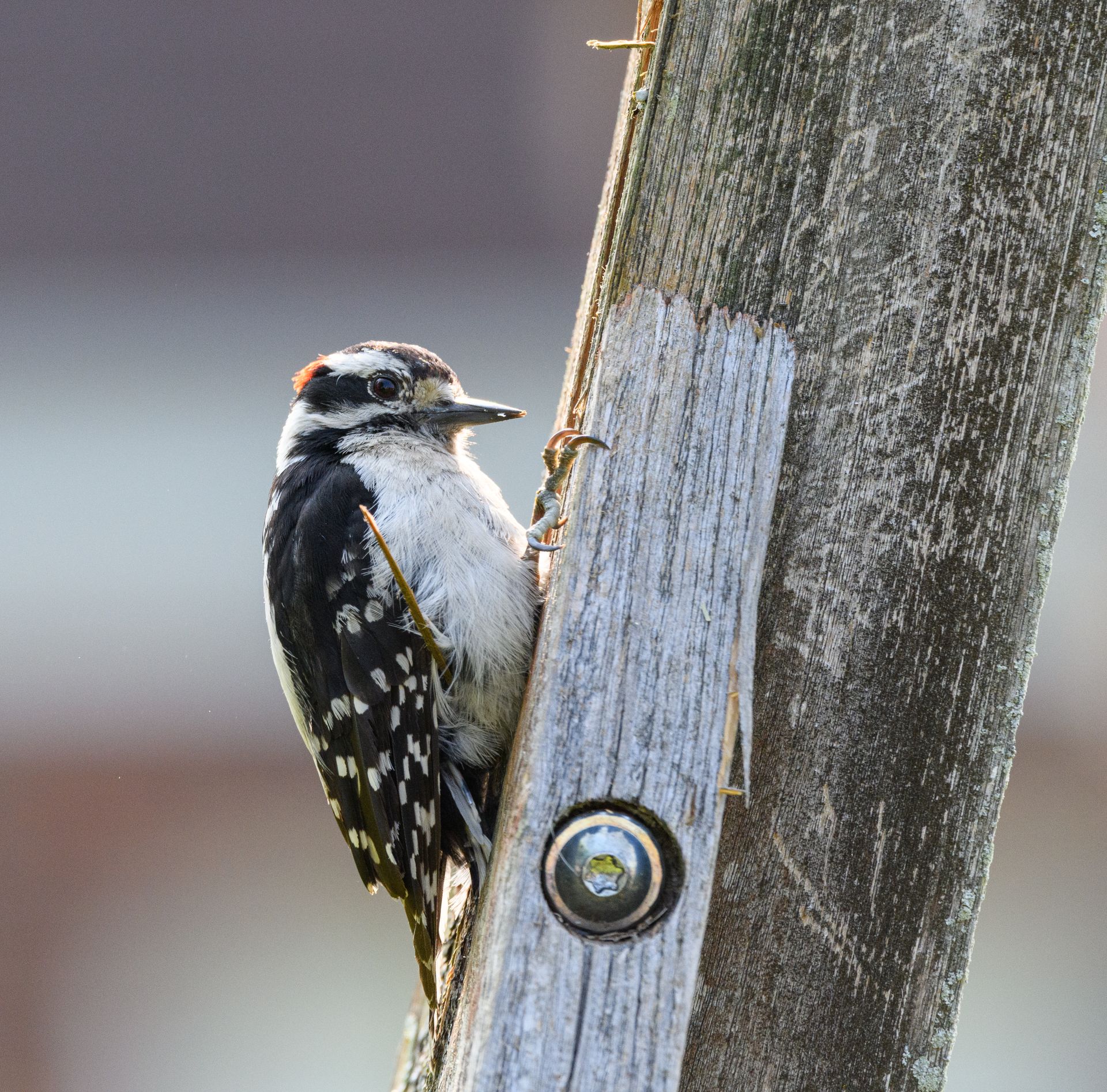 A detailed portrait of a Hairy Woodpecker perched on a rustic wooden post in natural light.