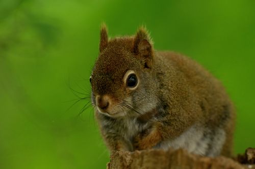 Free Adorable squirrel perched on a log with a vibrant green background in Ontario, Canada. Stock Photo