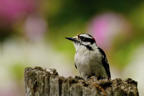 Free Close-up of a Downy Woodpecker perched on a tree stump in Ontario, Canada. Stock Photo