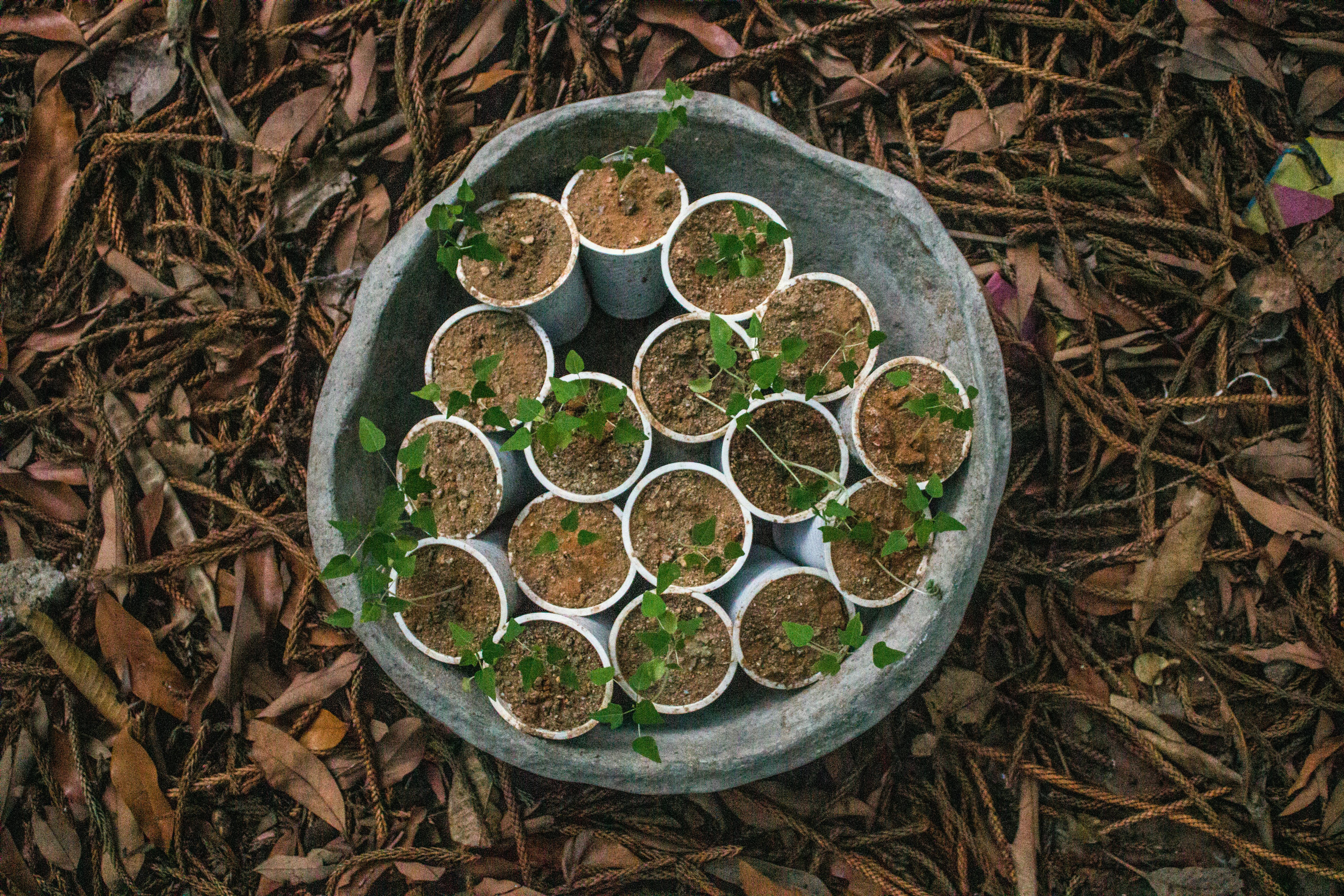 Top view of young saplings growing in plastic cups, set on earthy leaves.