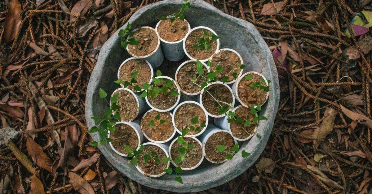 27 of 279 Bengaluru sites report sapling survival issues