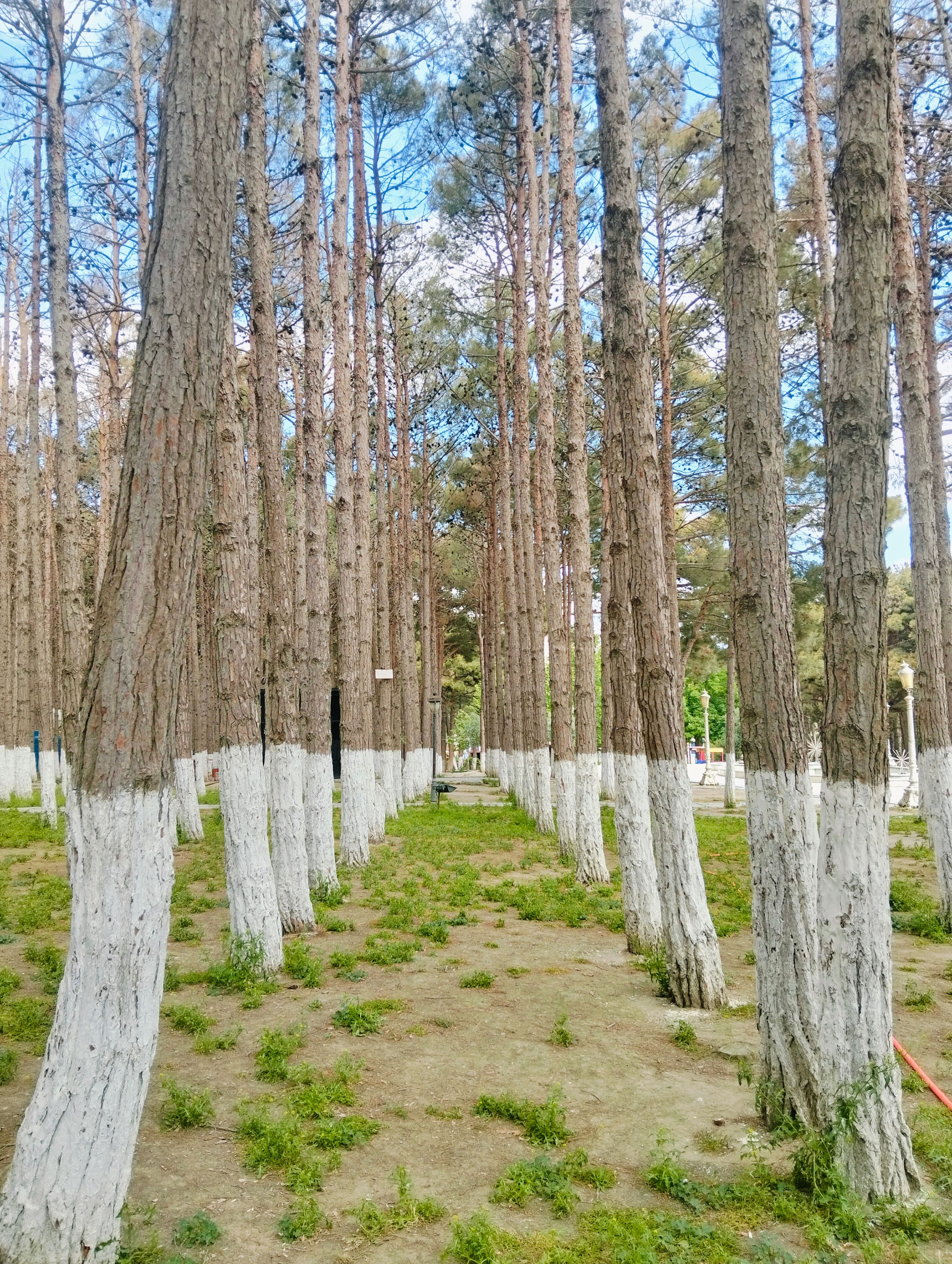 Whitewashed Trees Photos, Download The BEST Free Whitewashed Trees ...