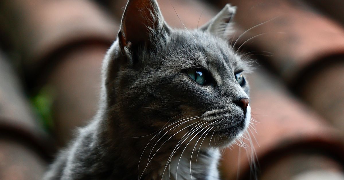 Grey Cat on Rustic Roof - Close-Up Portrait · Free Stock Photo