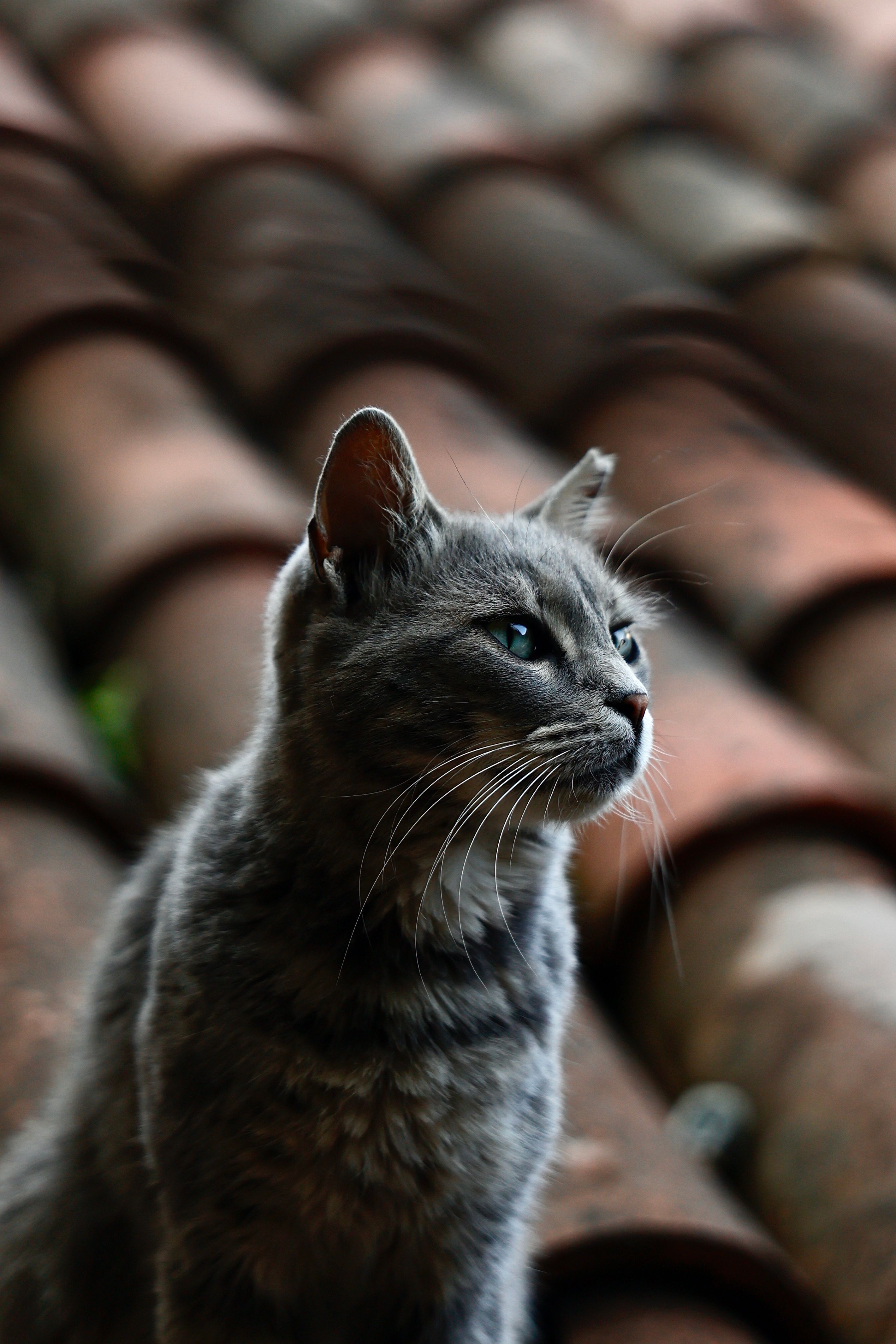 Grey Cat on Rustic Roof - Close-Up Portrait · Free Stock Photo