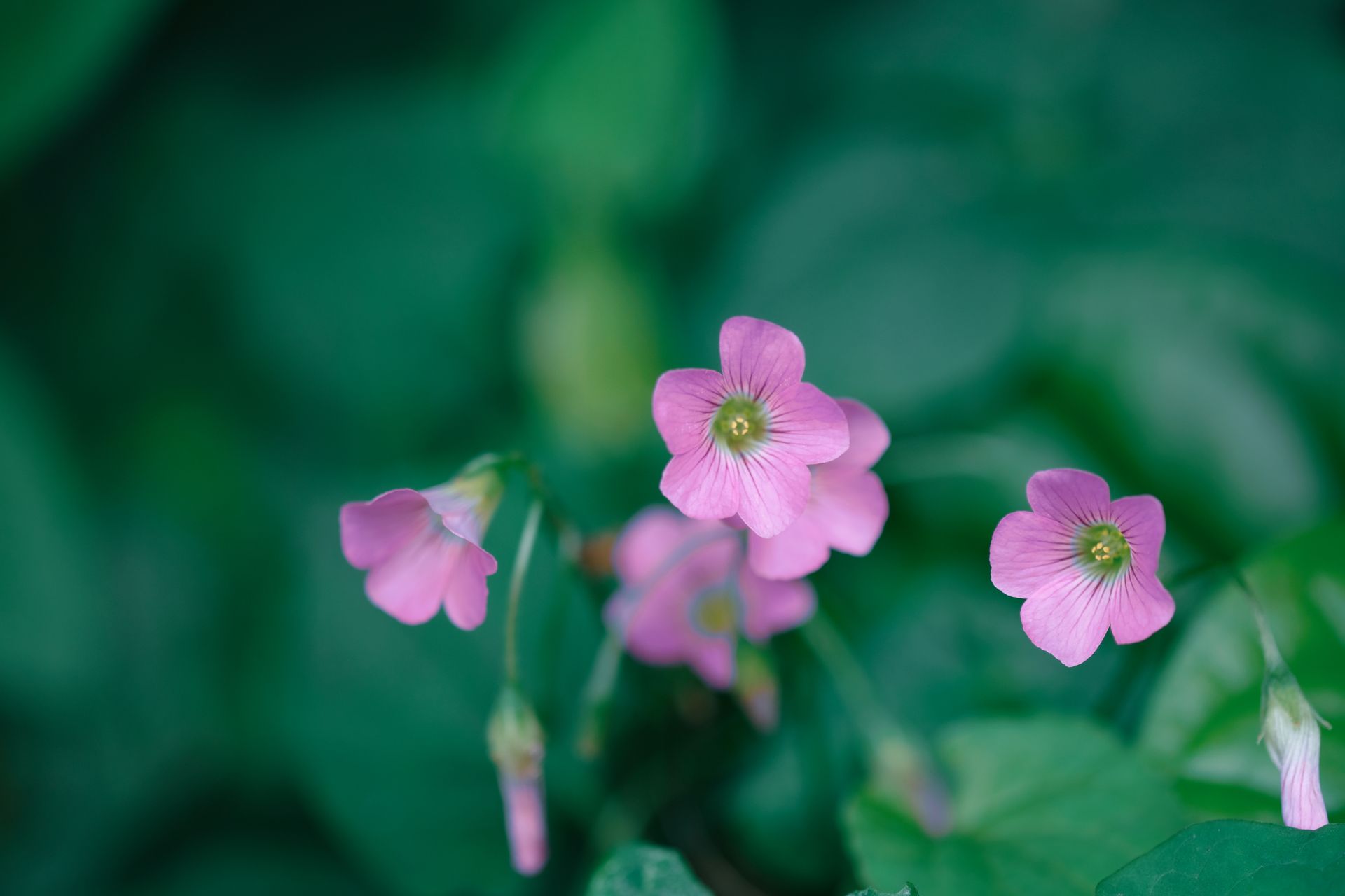 Vibrant pink wood sorrel (Oxalis) flowers with lush green leaves in a natural setting.