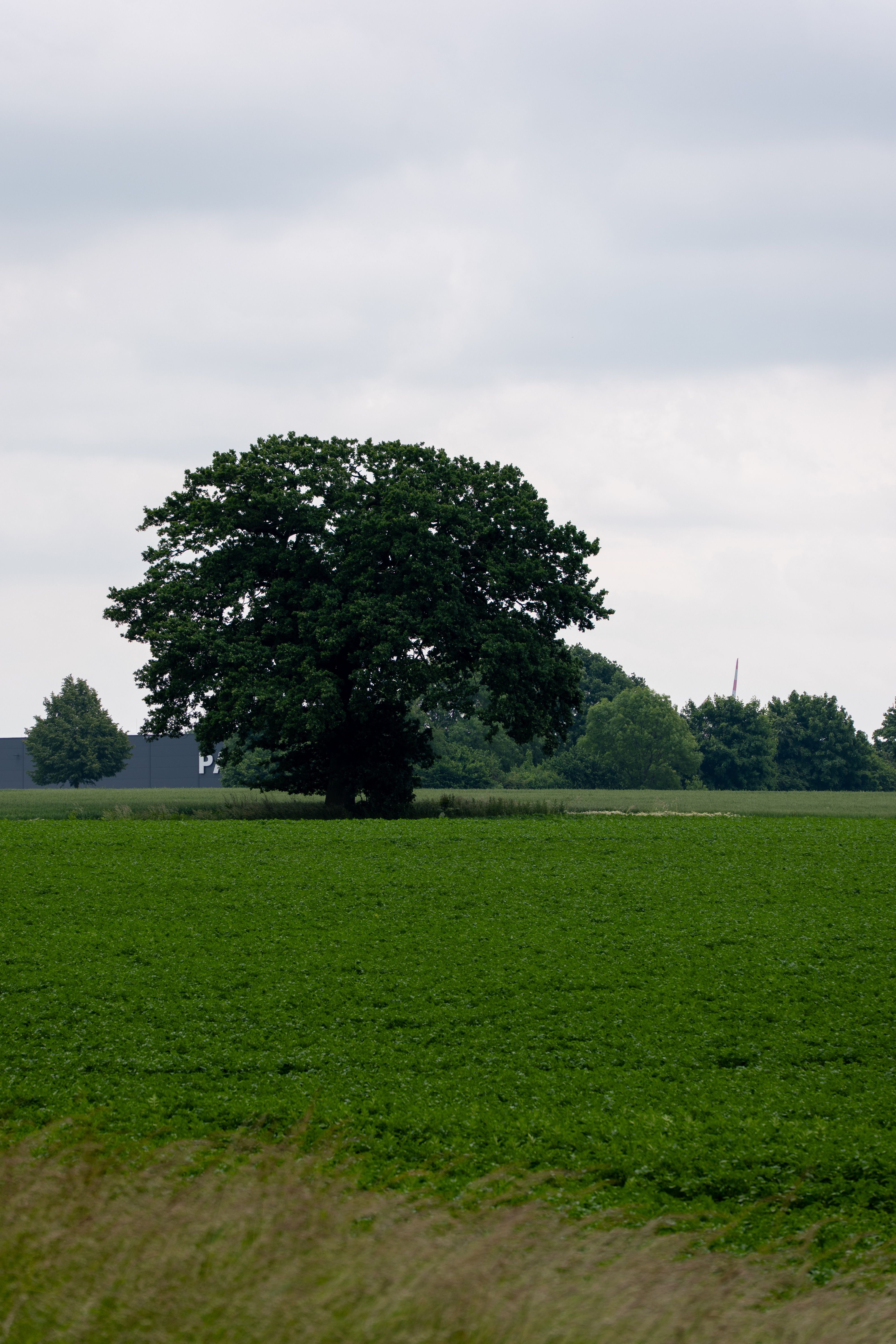 Lone Oak Tree in Verdant Field · Free Stock Photo