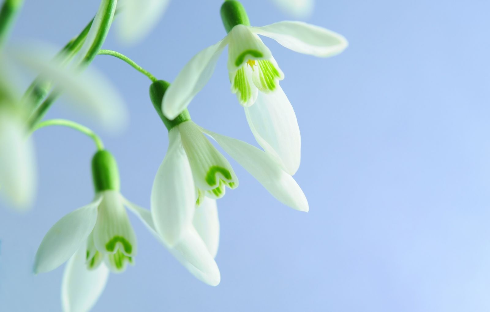 Snowdrop Top main image 1