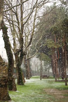 Peaceful snowy scene in a winter park with tall trees and grass.