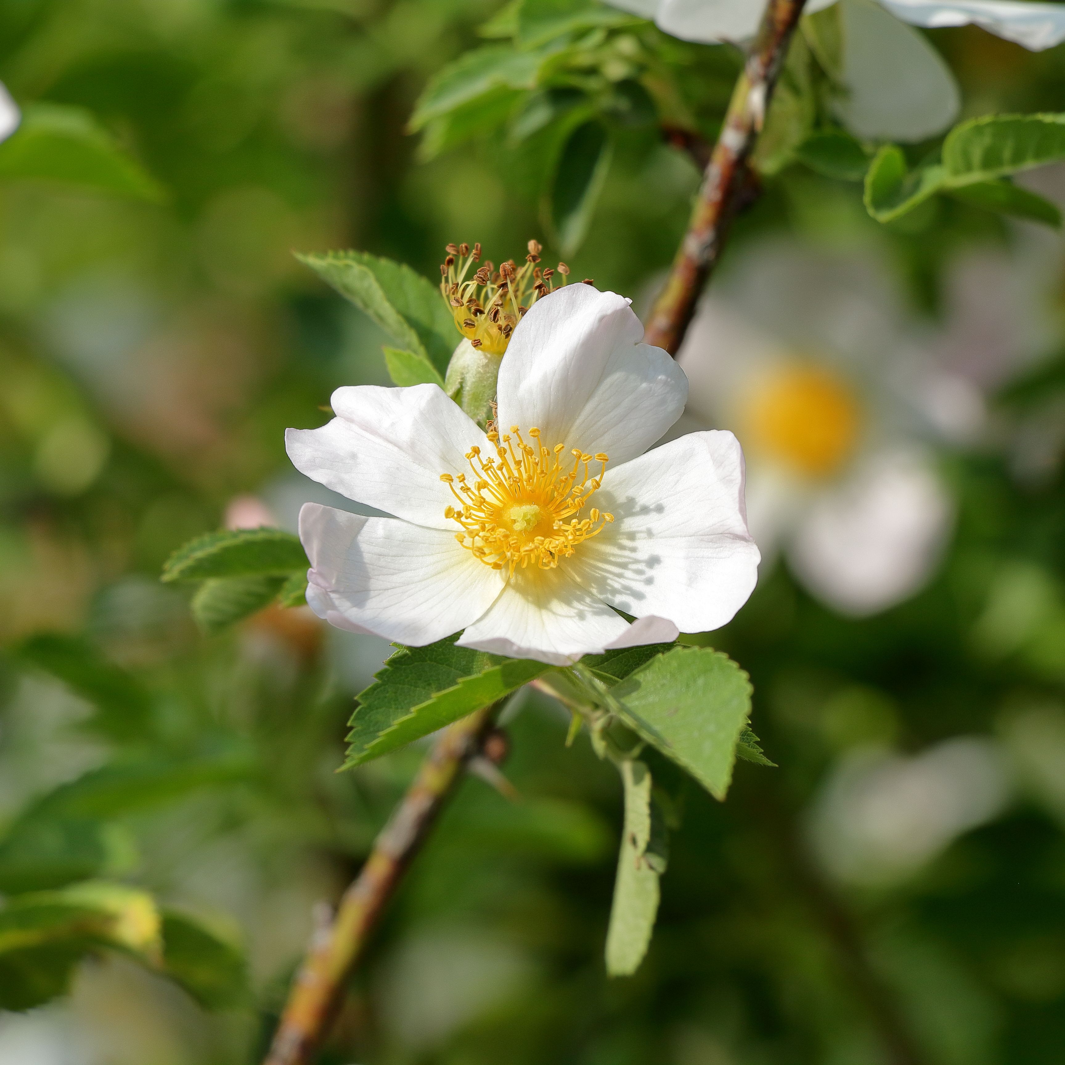Beautiful White Wild Rose in Bloom Close-up · Free Stock Photo