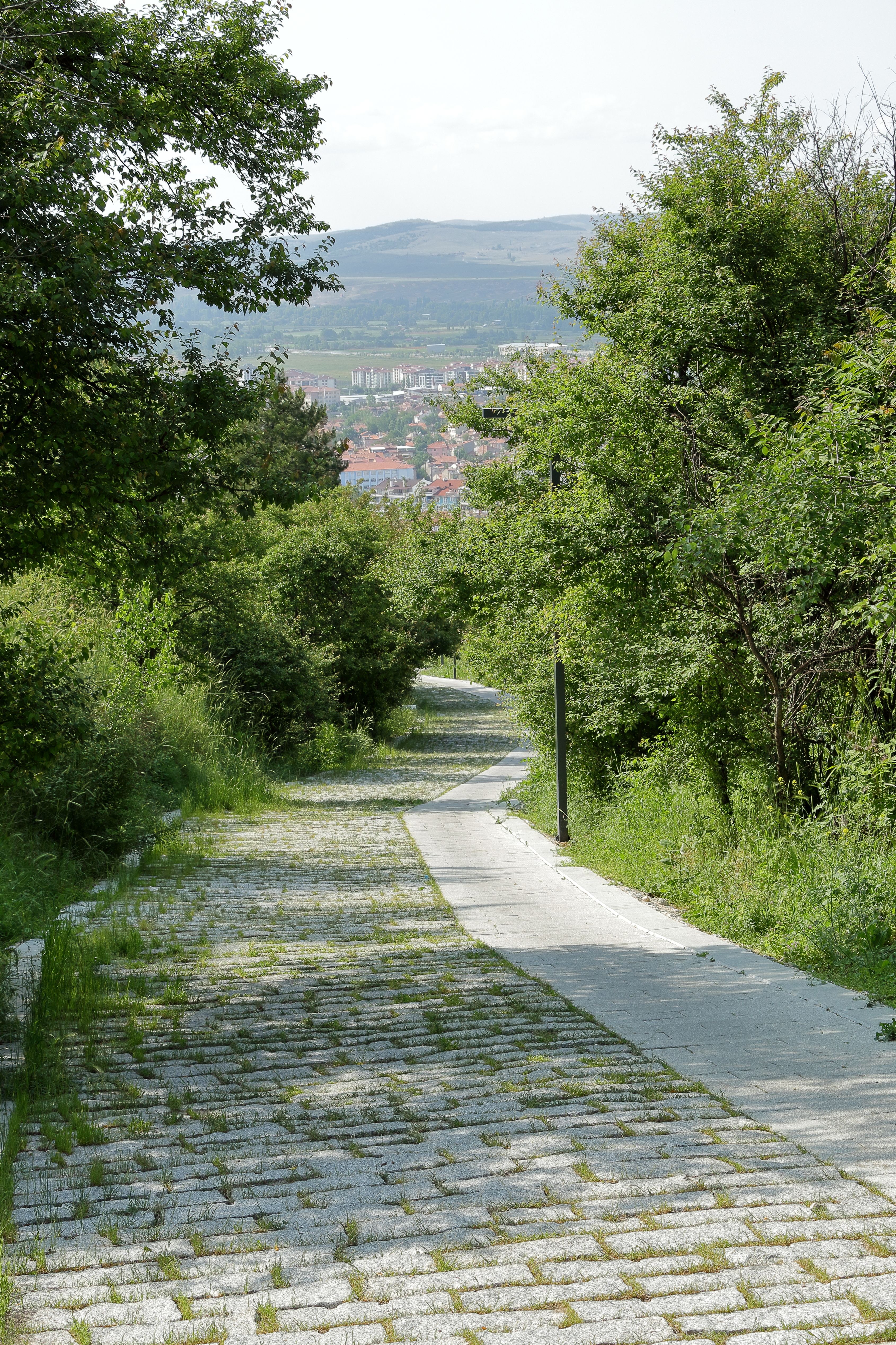 Scenic Pathway Through Lush Greenery in Summer · Free Stock Photo