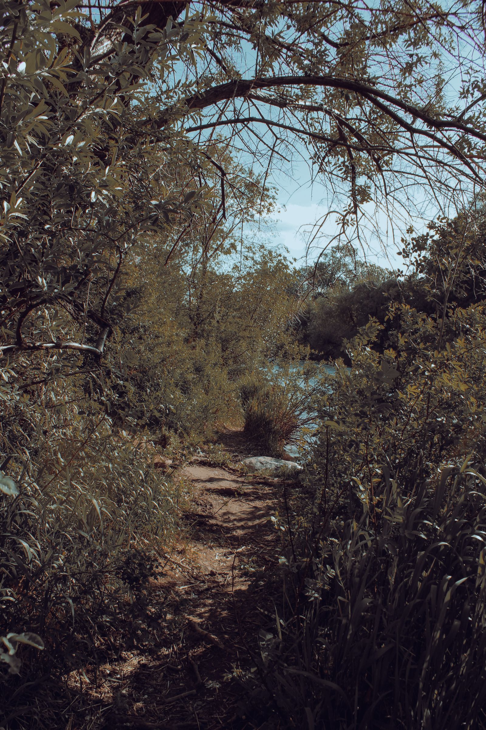 Nature trail along the Truckee River in Reno, Nevada in spring