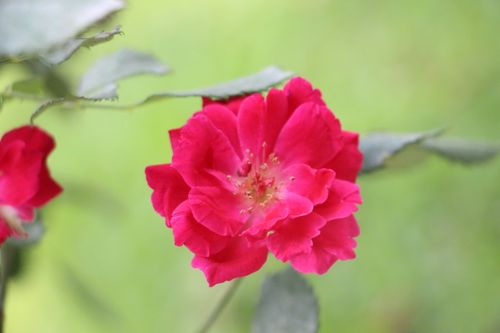 Free Close-up of a vibrant pink rose flower in full bloom, set against a blurred green background. Stock Photo
