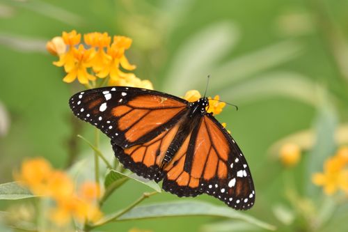 Free A vibrant monarch butterfly perched on yellow flowers in Callao, Peru. Stock Photo