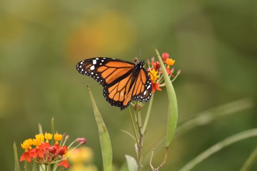 Free A monarch butterfly delicately perched on vibrant flowers, captured in Lima, Perú. Stock Photo