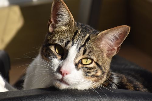 Free A relaxed tabby cat basking in sunlight, showcasing its beautiful patterns and piercing eyes. Stock Photo