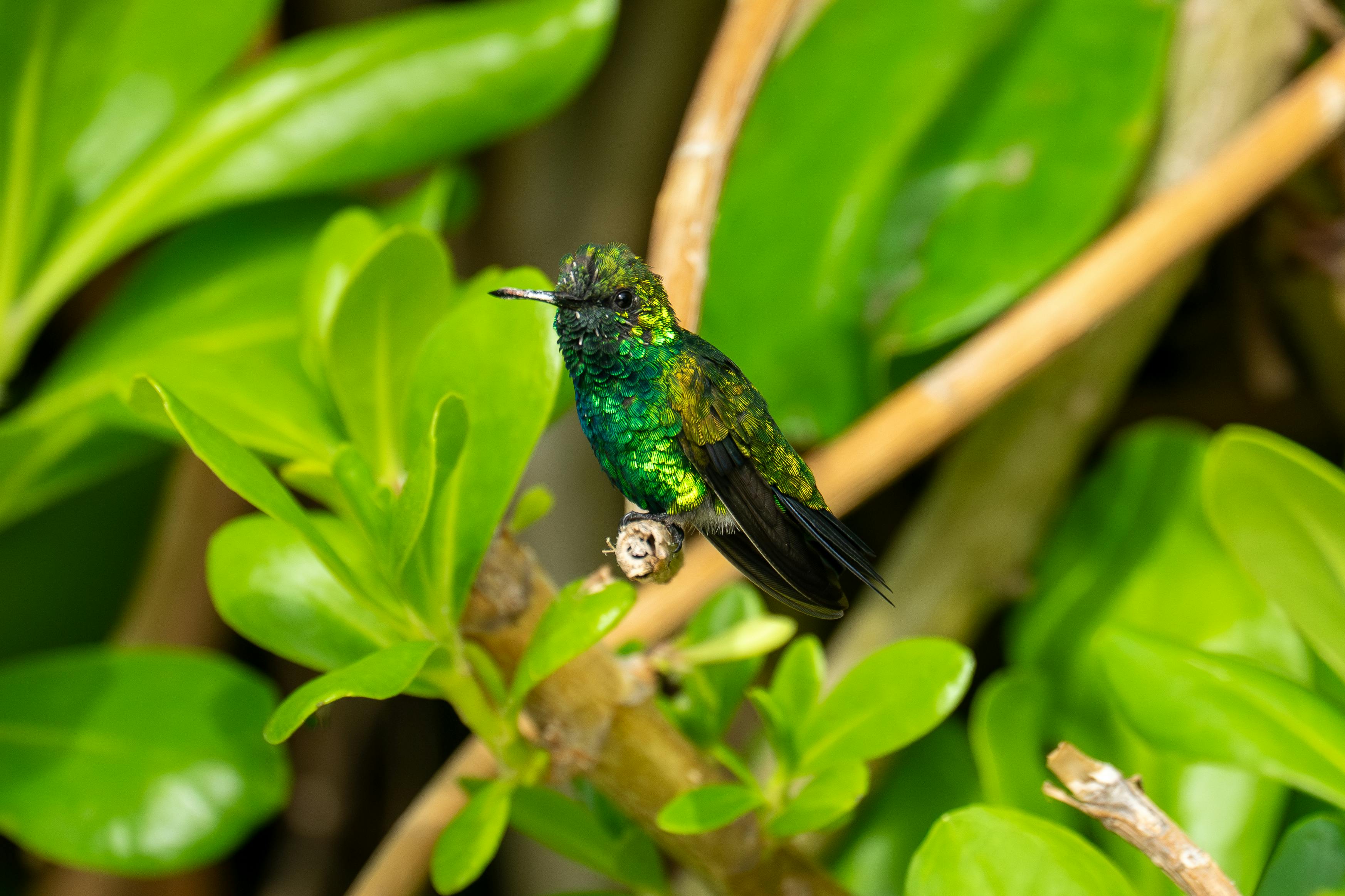 Royal Caribbean decision resource