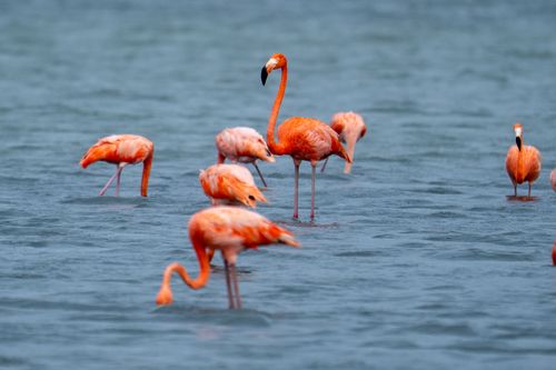 Free A group of vibrant flamingos wading in the clear waters of Curaçao, showcasing their bright orange plumage. Stock Photo