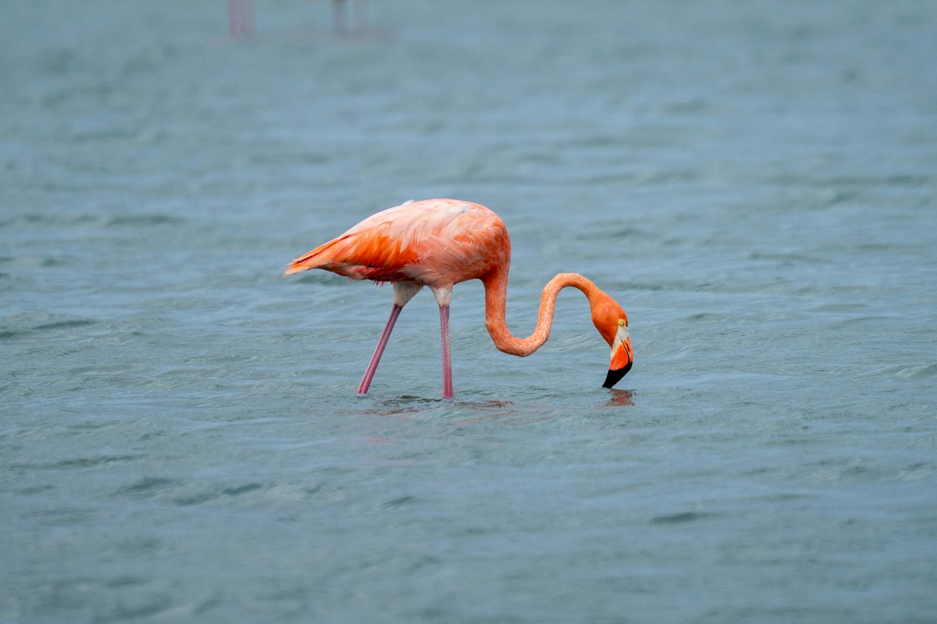 Anchorage Royal Caribbean