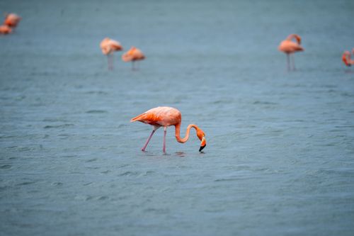 Free A flock of pink flamingos gracefully wading in the serene waters of Curaçao. Stock Photo