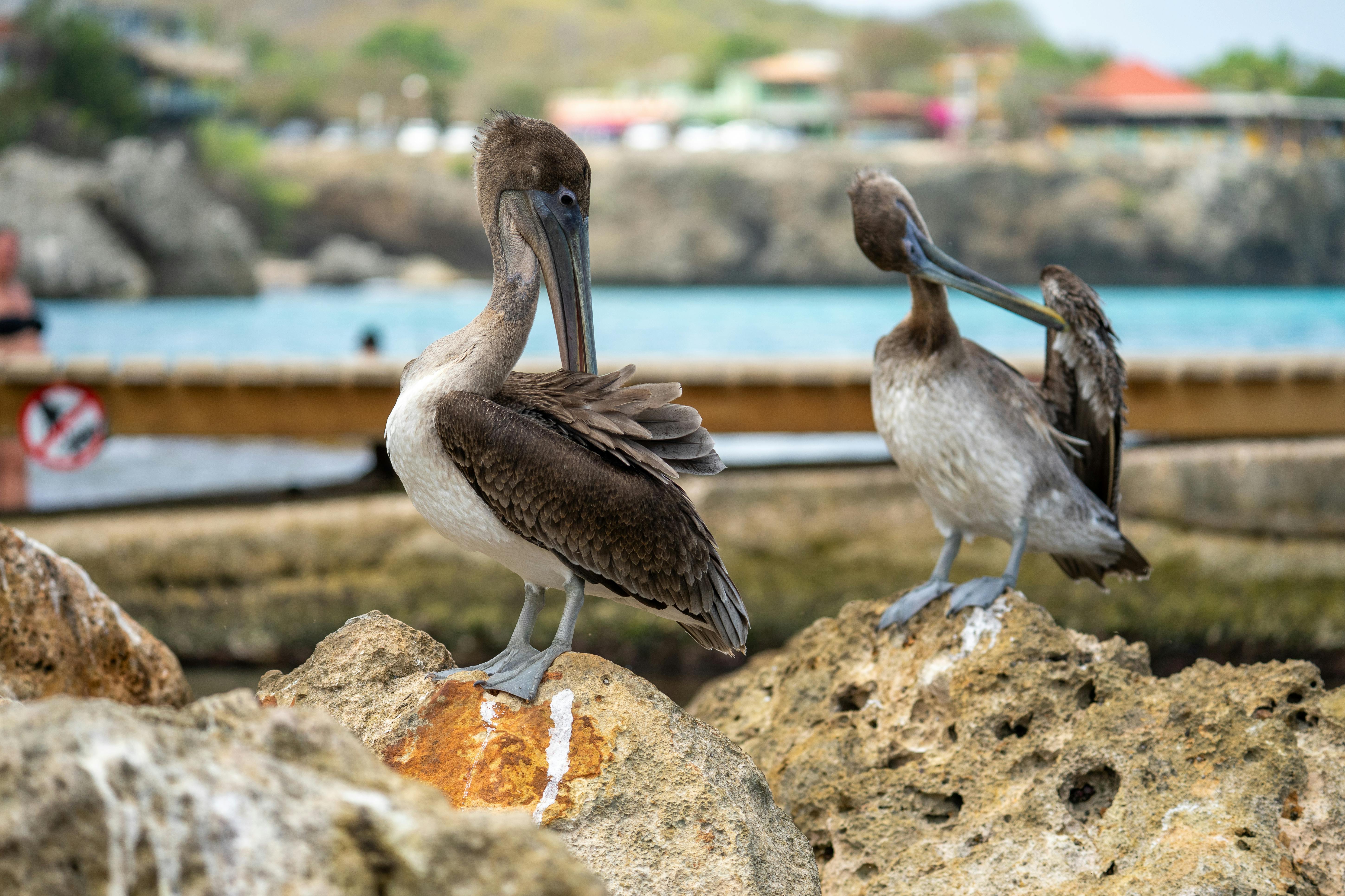 Anchorage Royal Caribbean