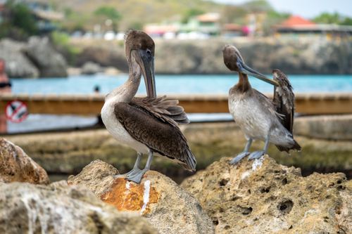 Free Two brown pelicans preening on rocky shore with vibrant sea in Curacao. Stock Photo
