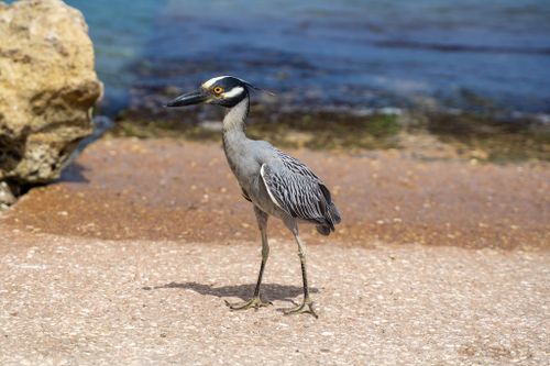Free A yellow-crowned night heron stands by the rocky Curaçao coast on a sunny day. Stock Photo