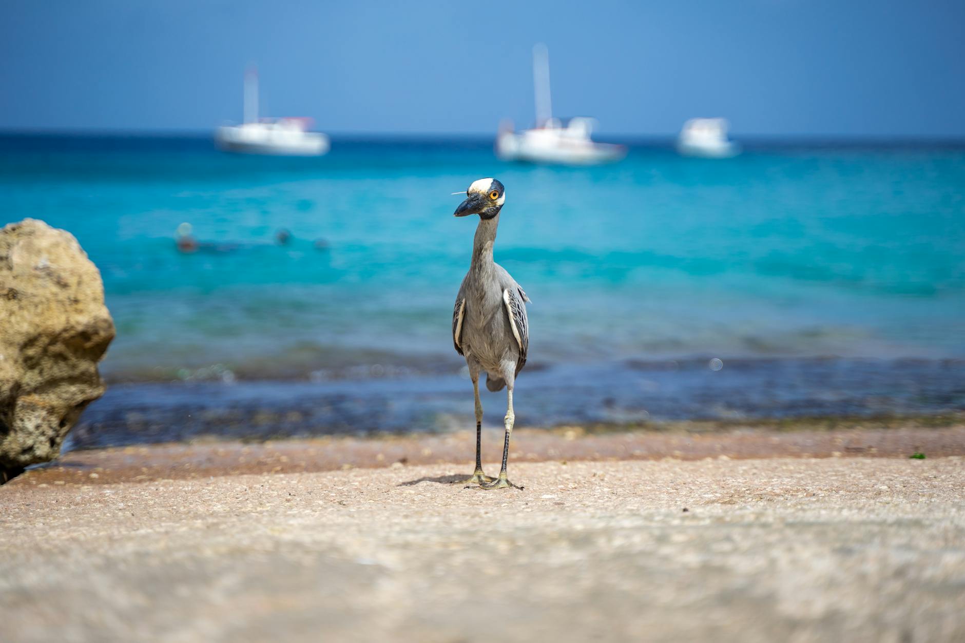 Anchorage Royal Caribbean