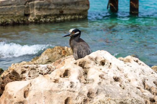 Free A Yellow-crowned Night Heron perched on rocks by the ocean in Curaçao, showcasing a tranquil coastal scene. Stock Photo