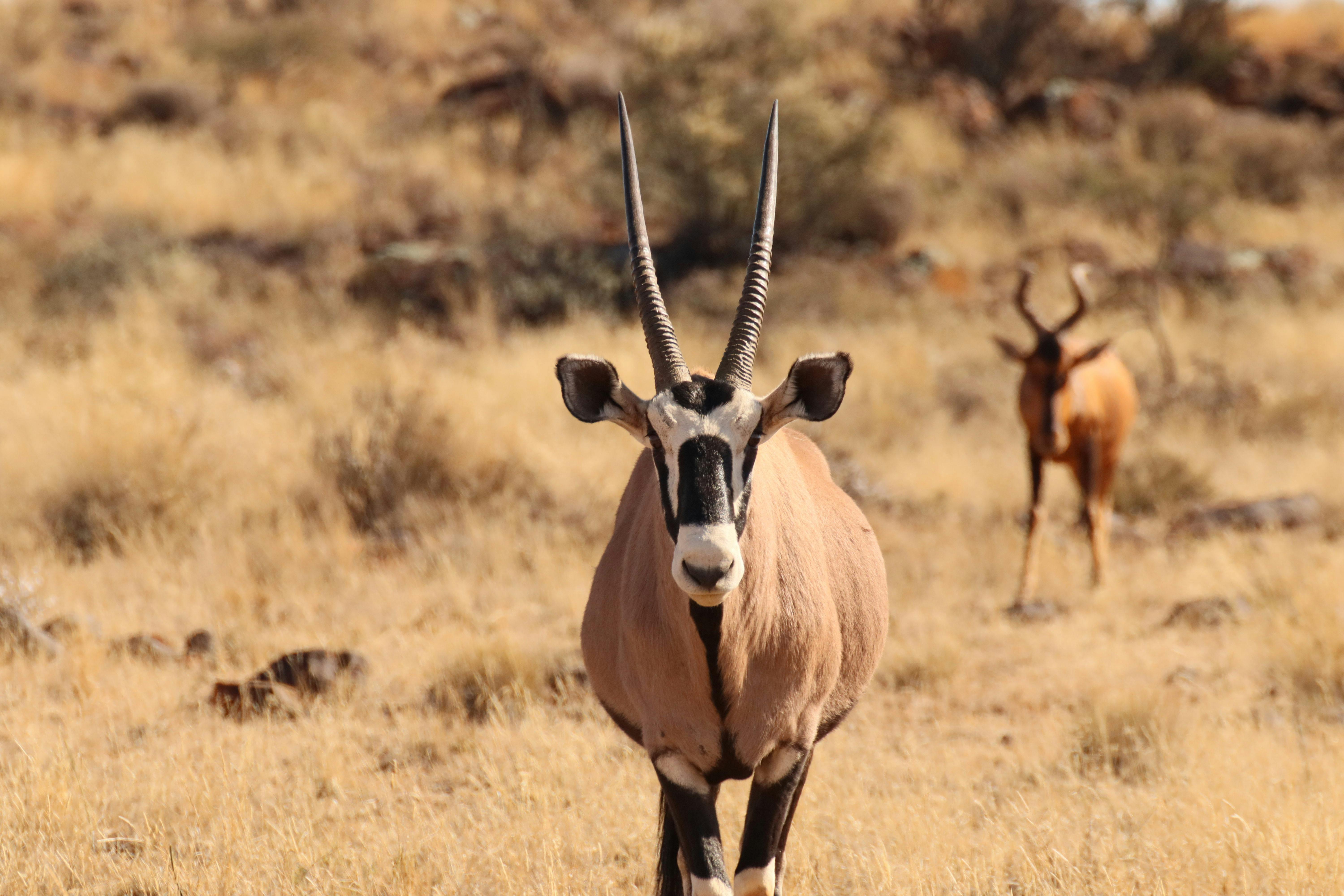 Gratuit Gros plan d'un gemsbok dans une savane sèche avec une autre antilope en arrière-plan. Photos