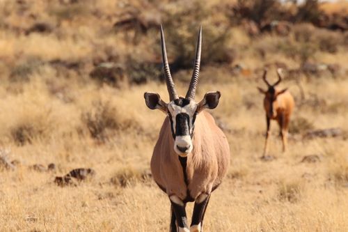 Free Close-up of a gemsbok in a dry savanna with another antelope in the background. Stock Photo