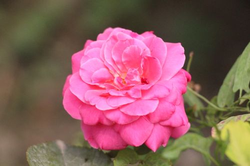 Free A close-up shot of a vibrant pink rose flower in full bloom with soft, delicate petals. Stock Photo