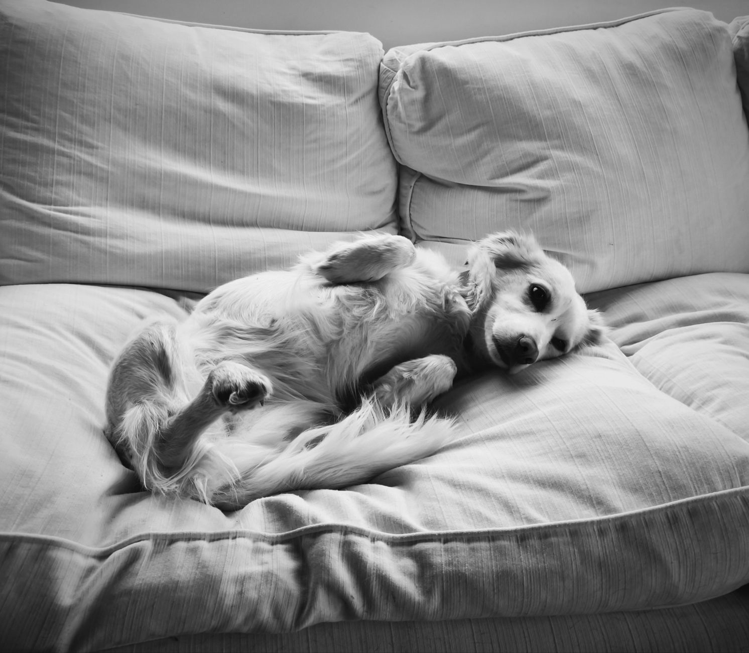 Healthcare and wellness consultation for a dog