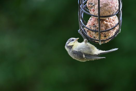 bird photo