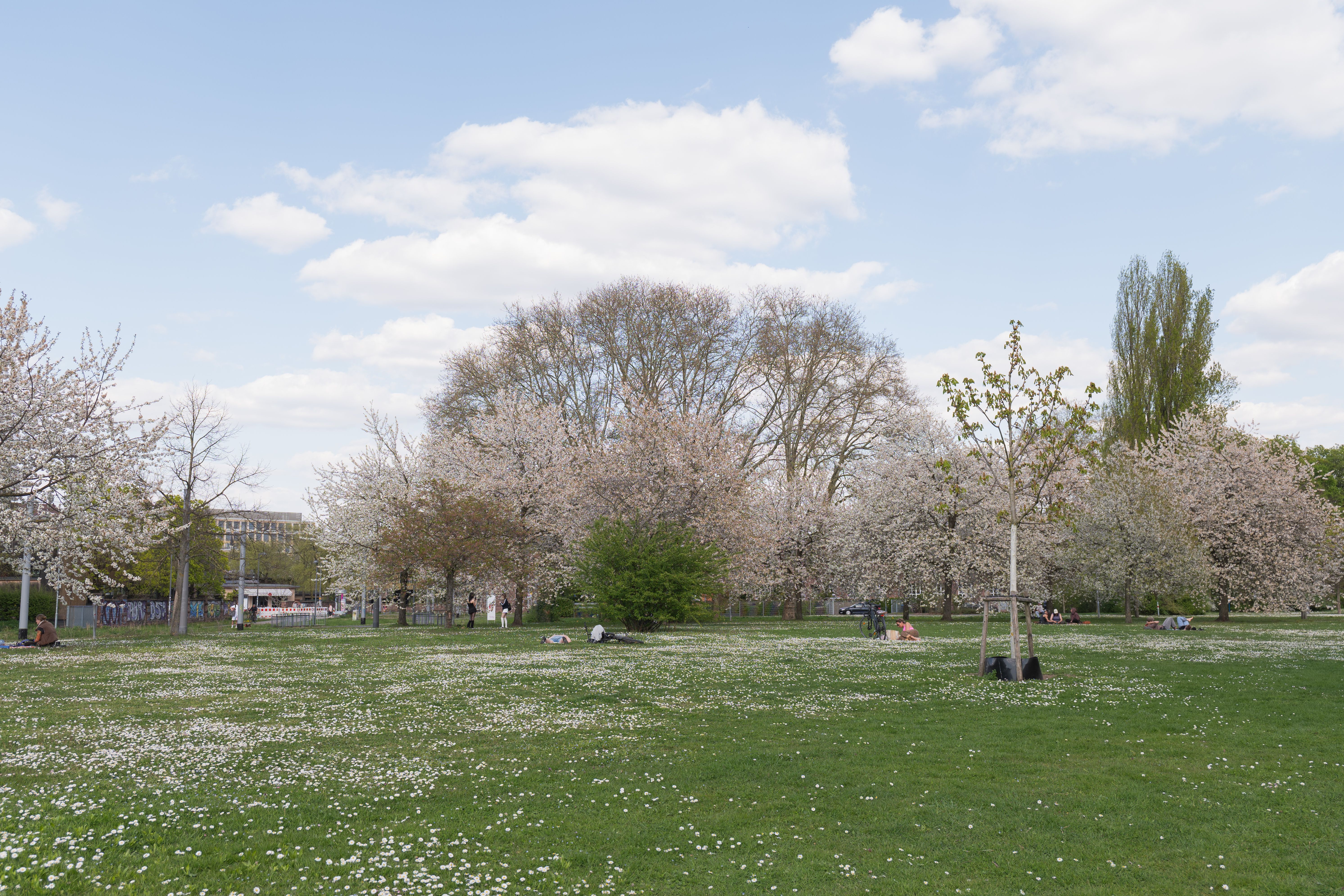 Kostnadsfria Frodig grön park i Karlsruhe med blommande träd och människor som kopplar av på en vårdag. Stock foto
