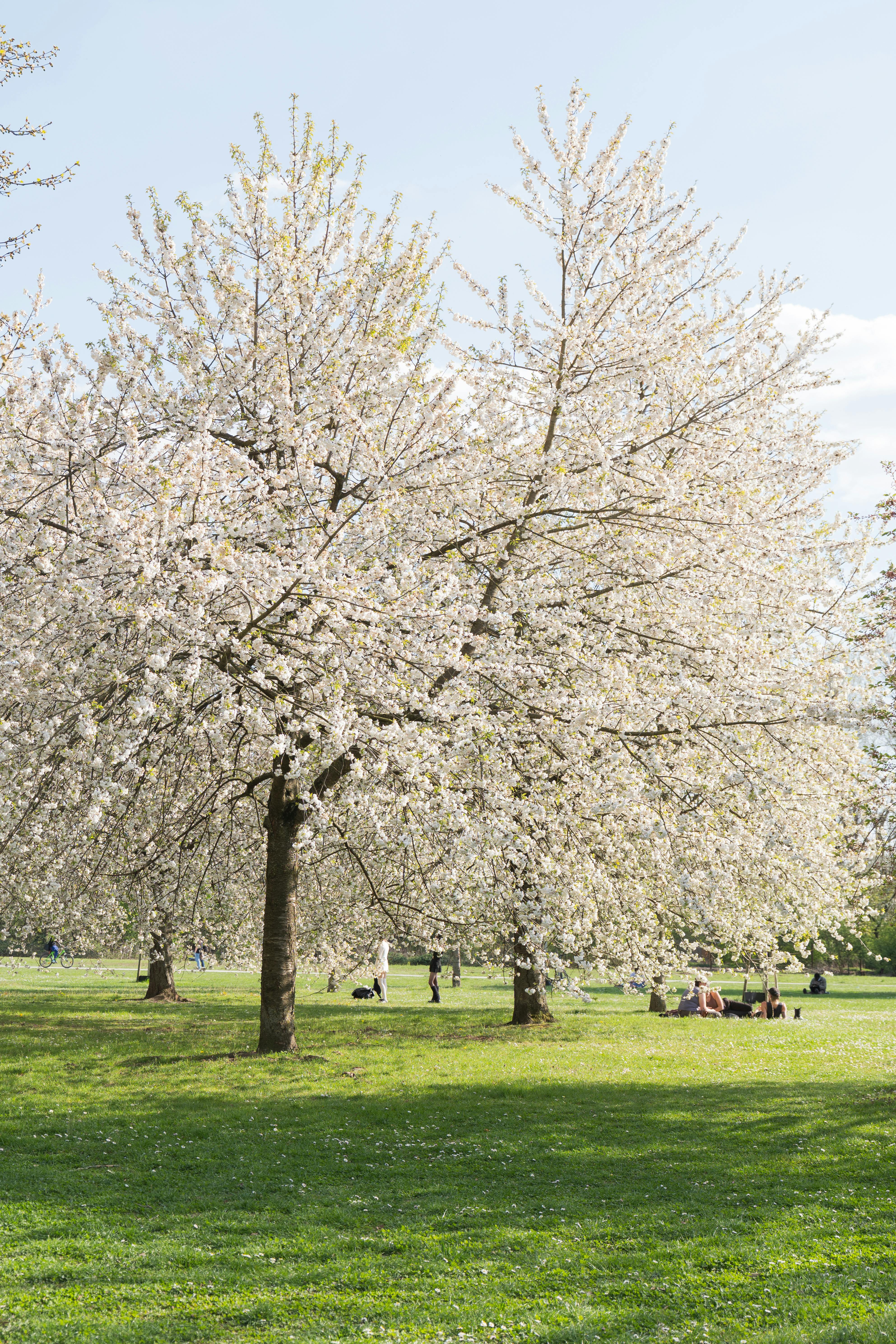 Beautiful cherry blossom trees in full bloom in a sunny Karlsruhe park, enjoyed by people relaxing.