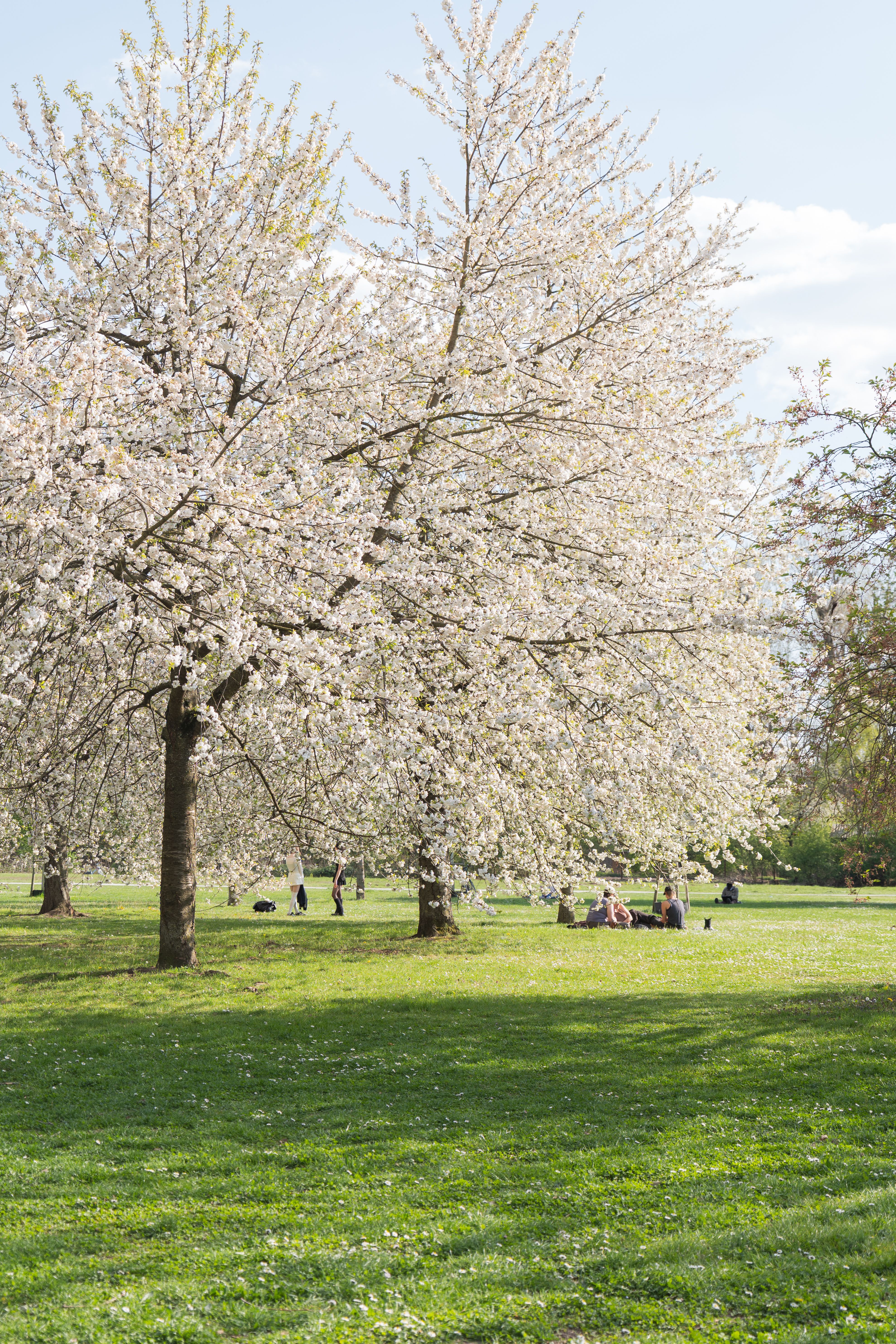 Kostnadsfria En fridfull utsikt över körsbärsblommor i en park i Karlsruhe med människor som njuter av vårdagen. Stock foto