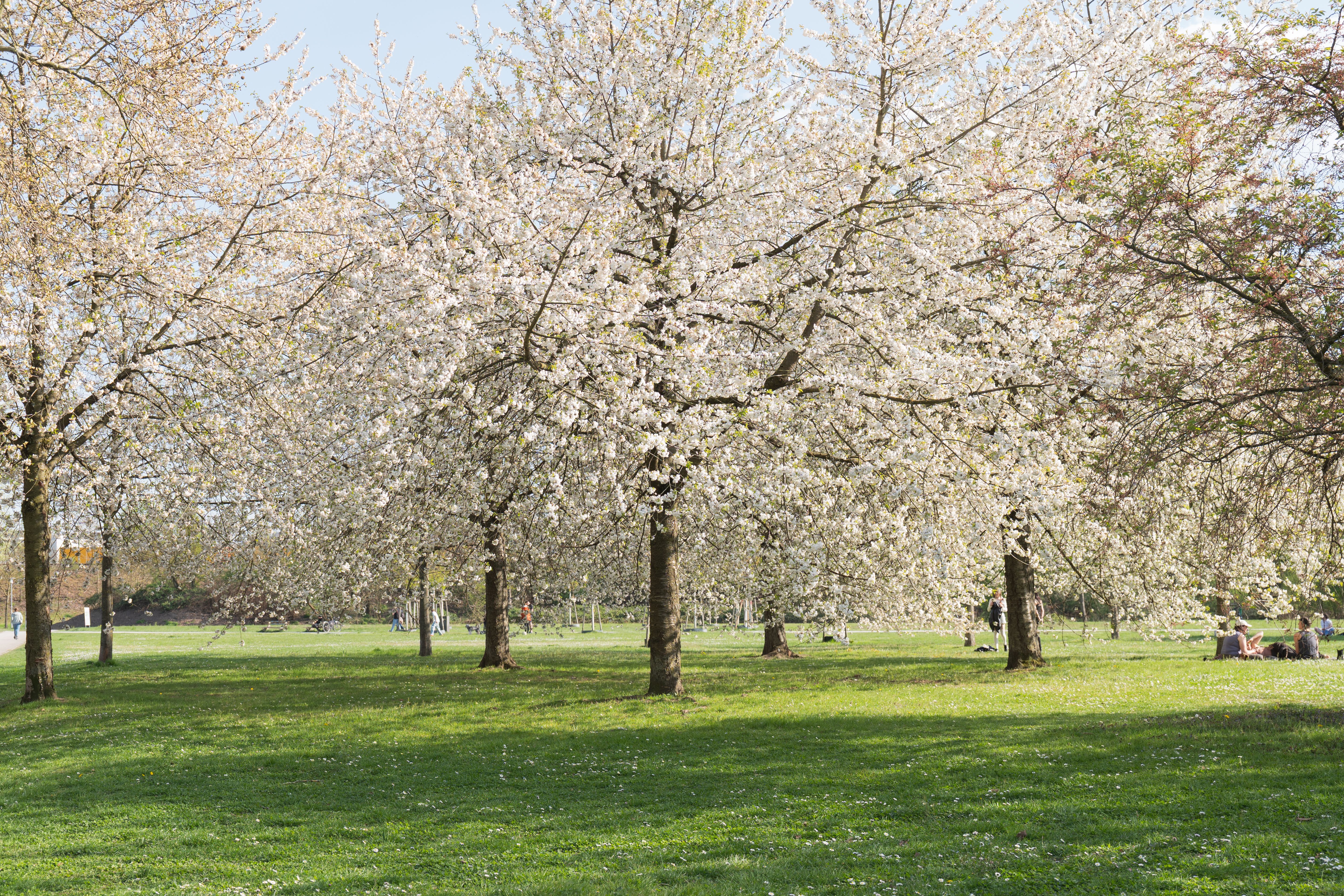 Kostnadsfria Körsbärsträd i full blom under våren i Karlsruhe, Tysklands park. Stock foto