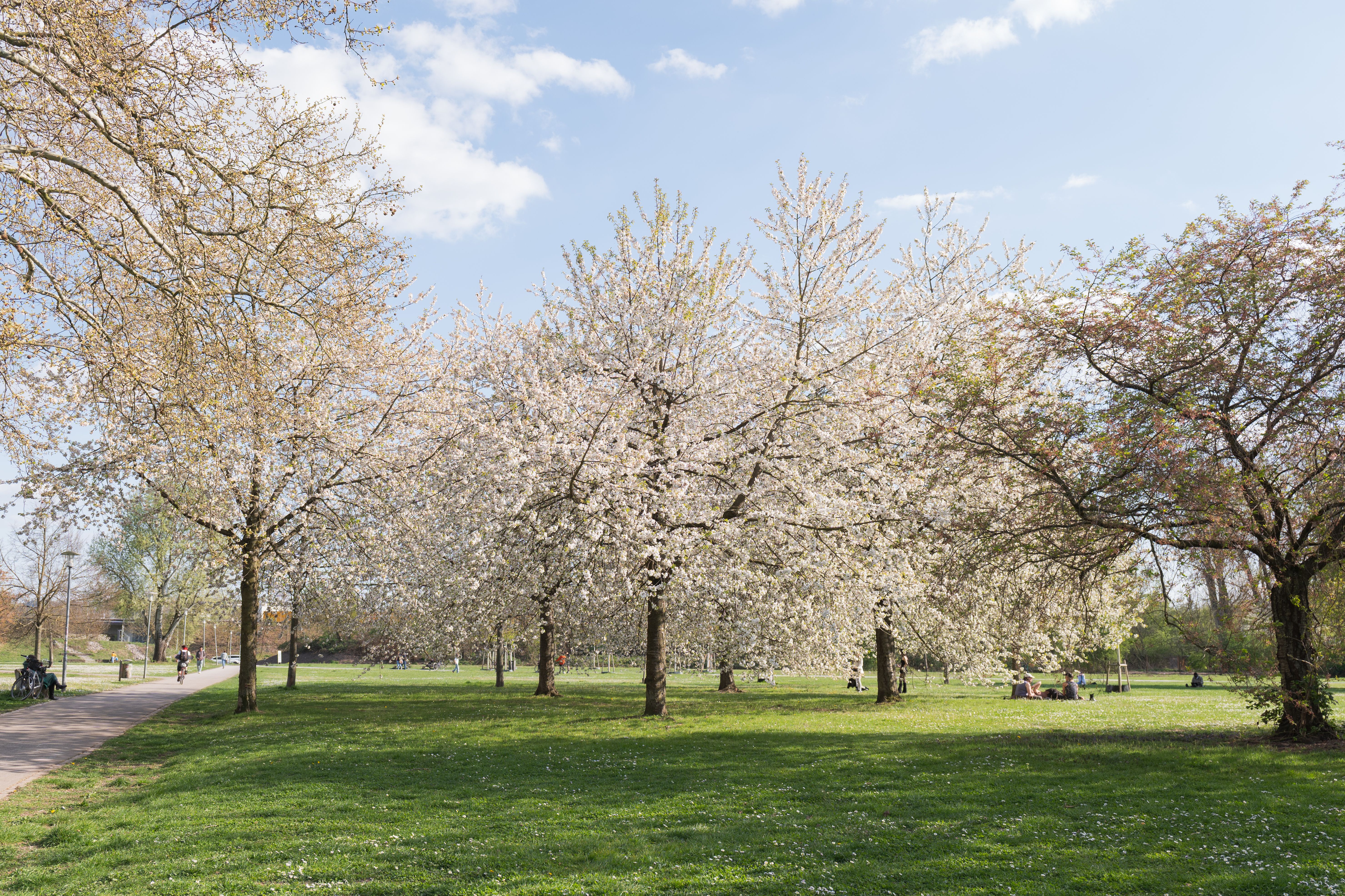 Kostnadsfria Vackra blommande träd i en solig parkmiljö, perfekt för våravkoppling. Stock foto