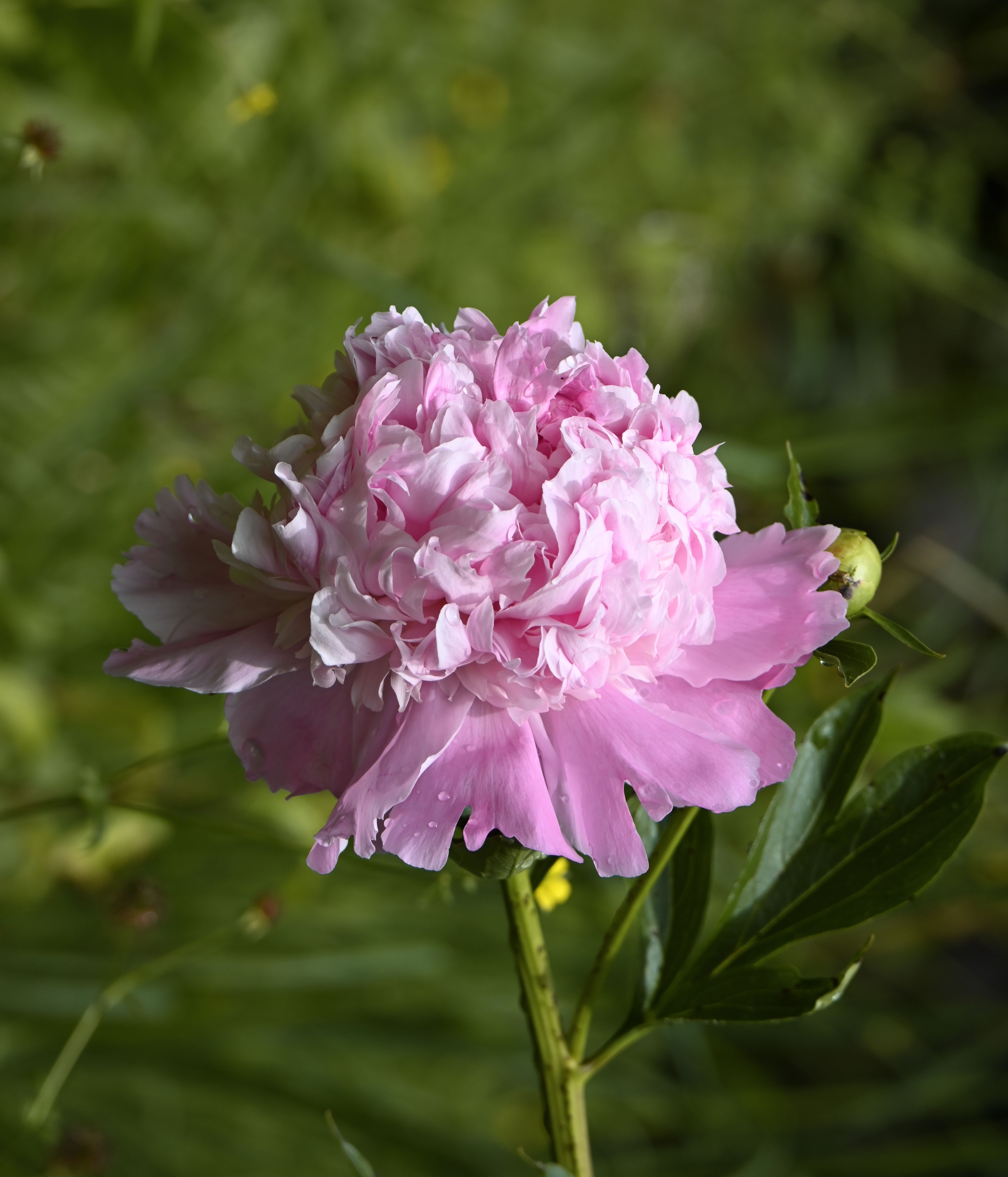 Vibrant Pink Peony Bloom in Spring Garden · Free Stock Photo