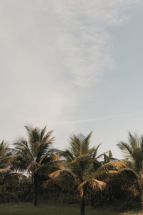 Free Serene landscape of tall palm trees under a bright, clear sky. Stock Photo