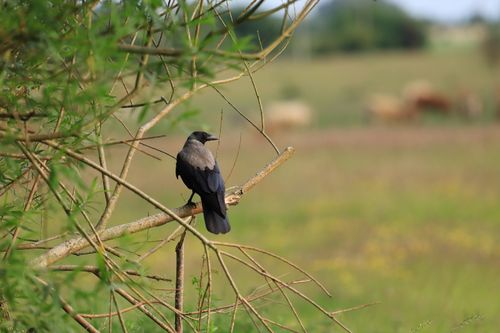 Free A crow sits on a branch amidst lush greenery with blurred fields beyond. Stock Photo