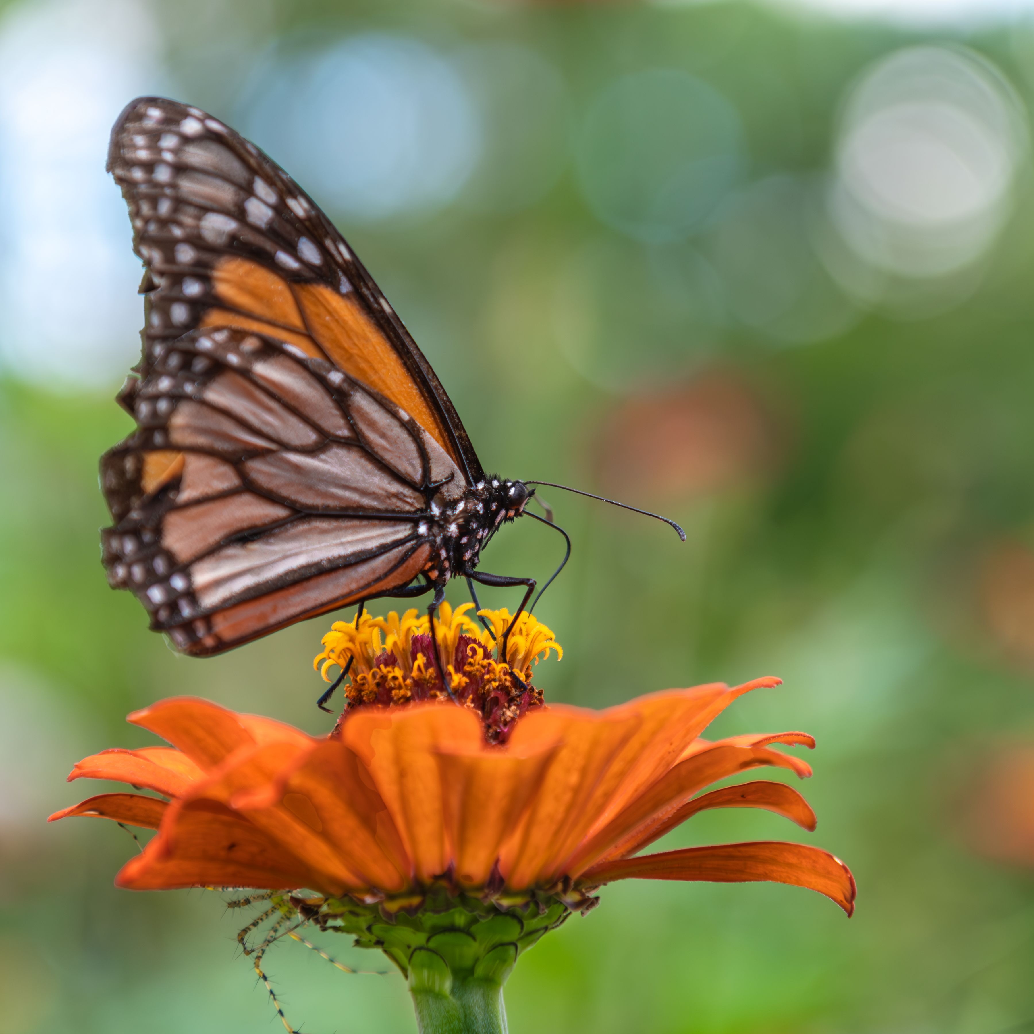 Close Up Photo of Monarch Butterfly on Top of Flower · Free Stock Photo