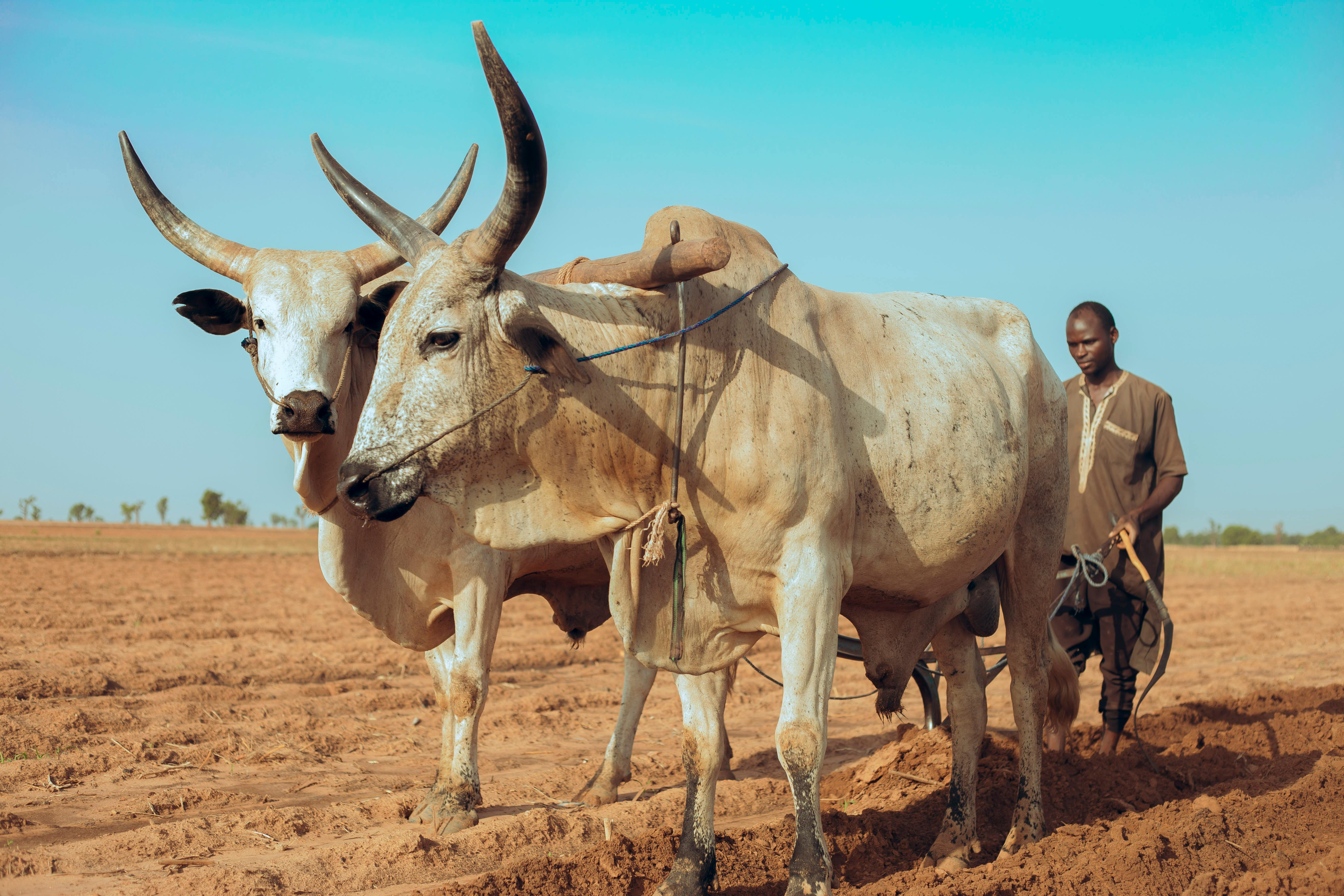 grátis Um fazendeiro ara um campo com dois bois sob um céu azul claro em uma paisagem rural. Foto profissional